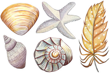 Watercolor underwater set. Starfish, seashells, feather on a white background.