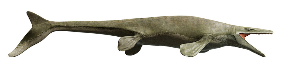 Mosasaurus, extinct marine reptile from the Late Cretaceous, isolated on transparent background banner, side view
