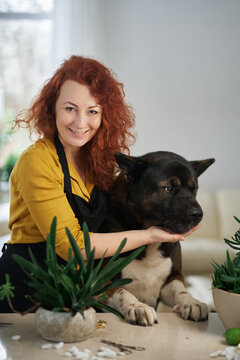 Young ginger woman in black apron with akita dog having fun at home . Smiling and feeding the dog. High quality photo