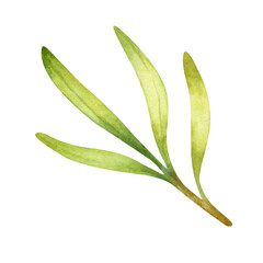 Watercolor hand drawn floral illustration of green olive branch isolated on a white background.