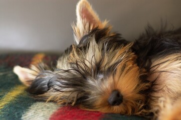 sleeping yorkshire terrier portrait