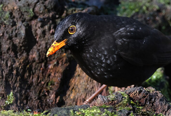 The common blackbird is a species of true thrush. It is also called the Eurasian blackbird, or simply the blackbird where this does not lead to confusion with a similar-looking local species.