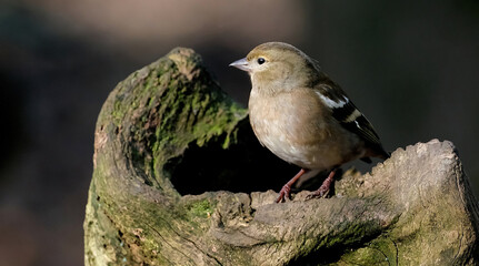 The common chaffinch or simply the chaffinch is a common and widespread small passerine bird in the finch family. The male is brightly coloured with a blue-grey cap and rust-red underparts.