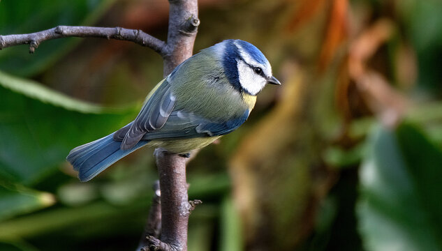 The Eurasian blue tit is a small passerine bird in the tit family, Paridae. It is easily recognisable by its blue and yellow plumage and small size.