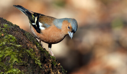 The common chaffinch or simply the chaffinch is a common and widespread small passerine bird in the finch family. The male is brightly coloured with a blue-grey cap and rust-red underparts.