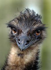 The emu is the second-tallest living bird after its ratite relative the ostrich. It is endemic to Australia where it is the largest native bird and the only extant member of the genus Dromaius.