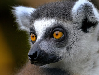 Lemurs are wet-nosed primates of the superfamily Lemuroidea, divided into 8 families and consisting of 15 genera and around 100 existing species