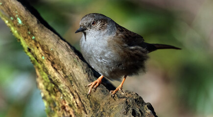 The dunnock is a small passerine, or perching bird, found throughout temperate Europe and into Asian Russia. Dunnocks have also been successfully introduced into New Zealand