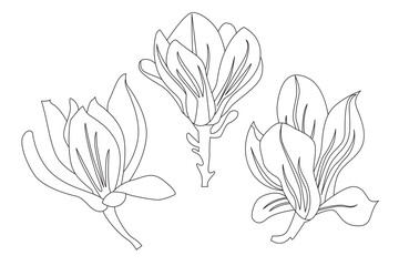Set of Isolated Magnolias. Line Art style. Trendy Design Template. Hand Draw Vector Illustration.