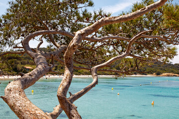 vue sur la plage de sable blanc de Porquerolles avec en avant plan un pin parasol donnant toute...