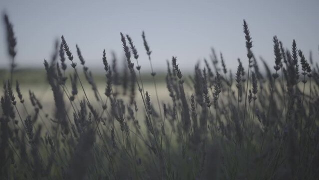 champs de lavande slowmotion