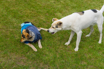  white cross-breed dog barkig on other dog which is wearing very strange and bad styled  human...