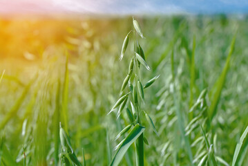 Oat plant, field with growing oat, green oats, oats cultivation. Unripe oat growing, green field..