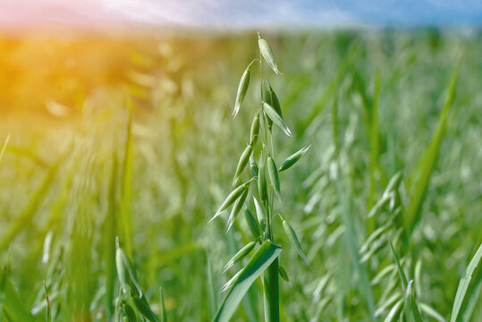 Oat plant, field with growing oat, green oats, oats cultivation. Unripe oat growing, green field..
