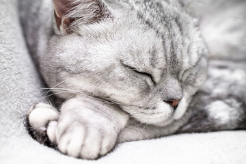 scottish straight cat is sleeping. Close-up of the muzzle of a sleeping cat with closed eyes. Against the backdrop of a light blanket. Favorite pets, cat food.