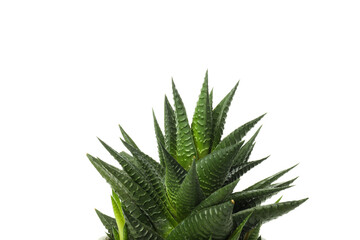 Cozy hobby - growing house plants, cactus, isolated on white background