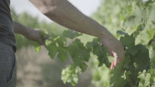 d&eacute;coupe branche de vignes slowmotion