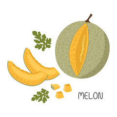 Vector illustration of a set of ripe melons, pieces and slices. Fruit illustration in flat style isolated on white background.