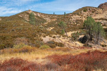 Summer Plants and Trees at Pinnacles National Park