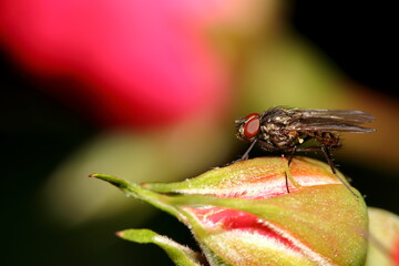 a fly sits on a plant in the studio