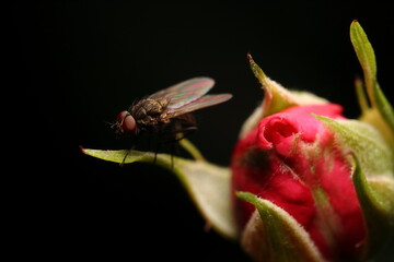 a fly sits on a plant in the studio
