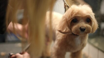 Portrait of cute curious small dog looking at camera as female groomer cutting fur from body. Adorable brown Bolognese posing indoors as Caucasian young woman trimming grooming pet