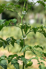 Fototapeta premium Growing tomatoes in high beds inside a greenhouse. Farming, drip irrigation.