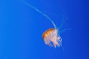 macro photography underwater northern sea nettle or brown jellyfish jellyfish