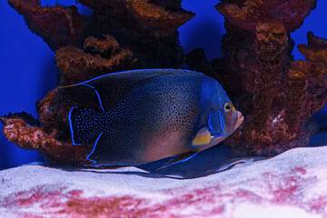 Underwater shot of fish Pomacanthus semicirculatus