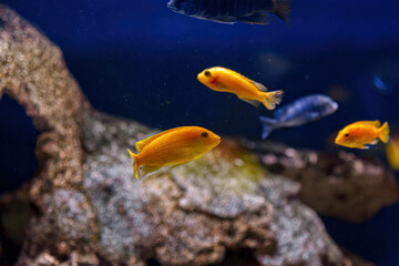 Fototapeta na wymiar Underwater shot of fish Cichlidae