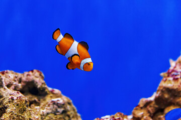 Underwater shot of fish Amphiprion ocellaris