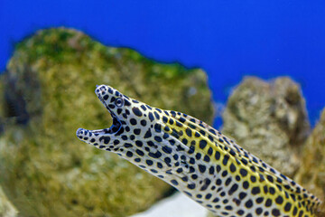 Underwater shot of Gymnothorax favagineus fish