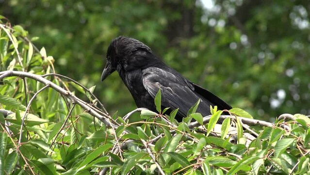 Flying Crow, Raven, Black Birds on Branch in Cherry Tree, Nature Summer View