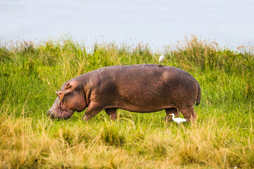Heavily scarred hippopotamus walking along river bank. Game drive in Murchison falls national park,...