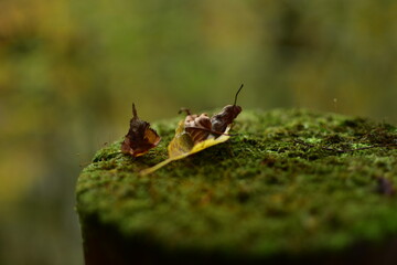 切り株に乗った葉
