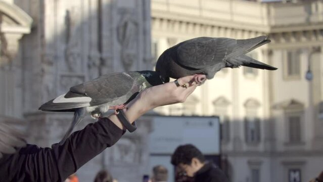 Close up Pigeons are eating on the hand of a tourist. Town center. Milan City. Slow motion 4K