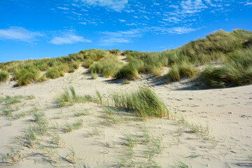 Sand dunes with beach grass at the North Sea with blue sky