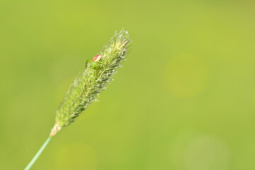 Fototapeta premium Green crab spider ( Diaea dorsata ) on a plant in nature