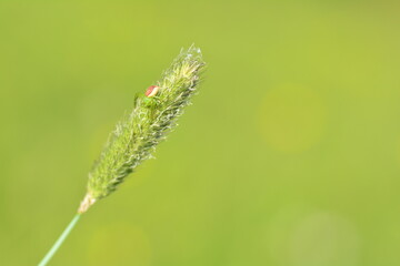 Green crab spider ( Diaea dorsata ) on a plant in nature