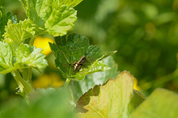 Brown grasshopper in green nature