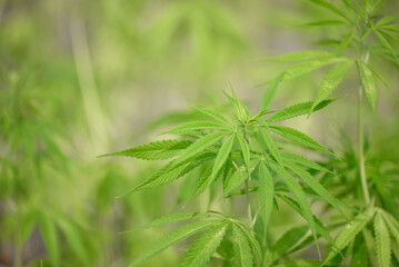 Hemp or Cannabis sativa plant growing in organic garden