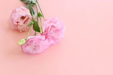Top view image of delicate pink flowers over pastel background