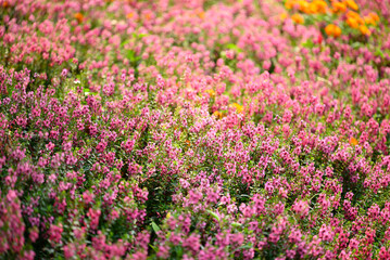Obraz premium Beautiful pink flowers blossom in garden, Flower field in spring season