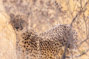 Telephoto show of a cheeta hiding in the bushes in Etosha National Park, Namibia.