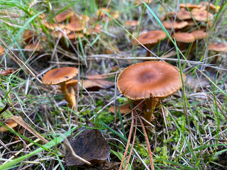 Close-up of brown toadstools growing in a pine forest