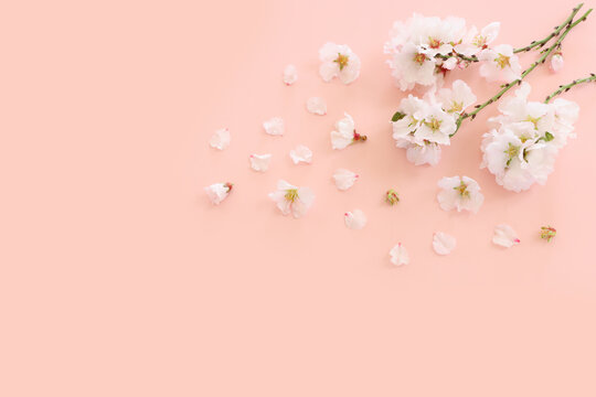 image of spring white cherry blossoms tree over pink pastel background