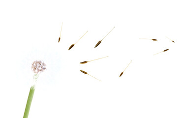 Beautiful dandelion closeup with seeds blowing away in the wind isolated. Png transparency