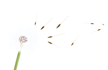 Beautiful dandelion closeup with seeds blowing away in the wind isolated. Png transparency