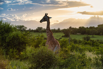 A solitary giraffe looking out into the distance at sunset