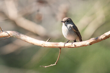 Many kinds of Thailand Birds in their actions.